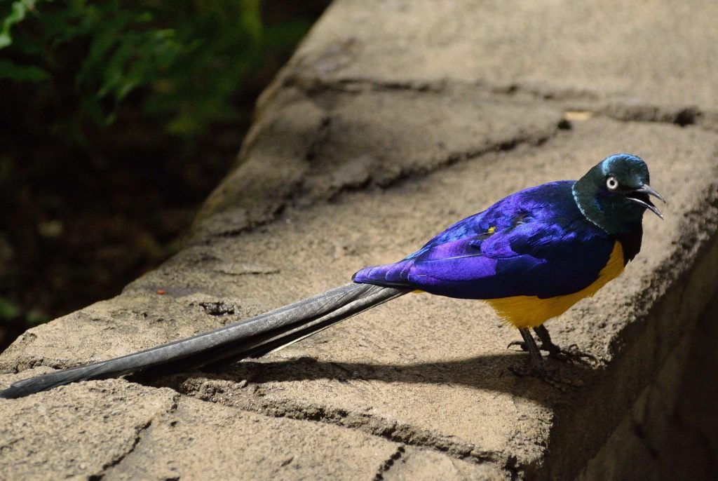 Long Tail Keywords (Uzun kuyruklu anahtar kelimeler) nedir? Long Tail Nedir